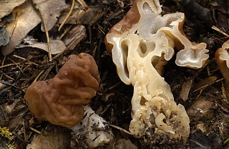 Riesenlorchel (Gyromitra gigas) - © Heinz Prelicz Riesenlorchel (Gyromitra gigas) - © Heinz Prelicz